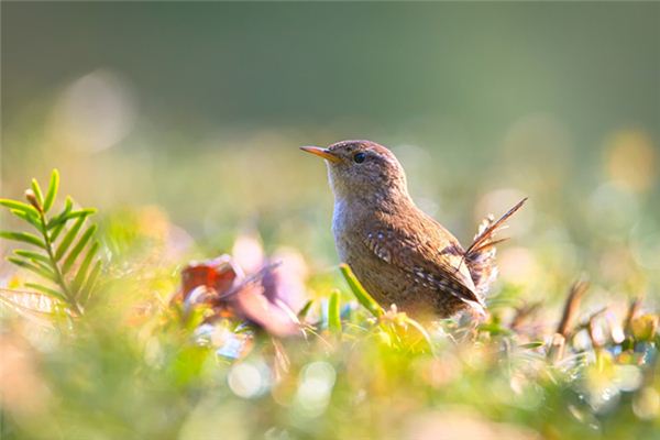 周公解梦梦见人死了(周公解梦梦见人死了预兆是) 周公解梦梦见人死了(周公解梦梦见人死了预兆是)