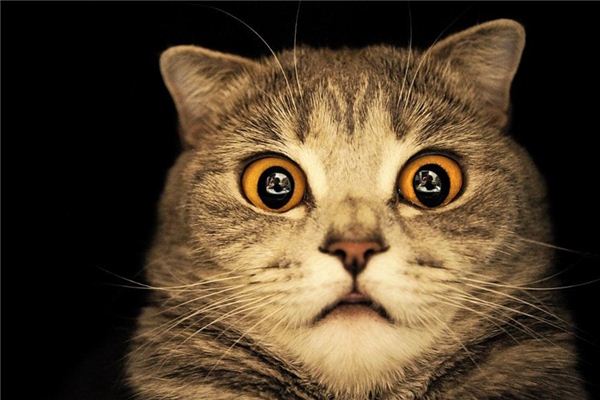 周公解梦大全查询猫(周公解梦大全查询猫头鹰)
