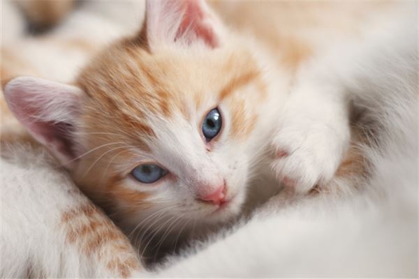 周公解梦大全查询猫(周公解梦大全查询猫头鹰) 周公解梦大全查询猫(周公解梦大全查询猫头鹰)