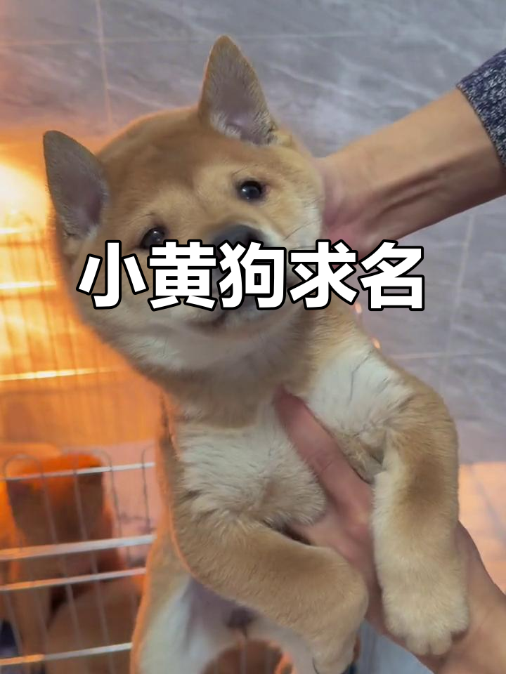 狗起名字(小狗名字大全创意) 狗起名字(小狗名字大全创意)