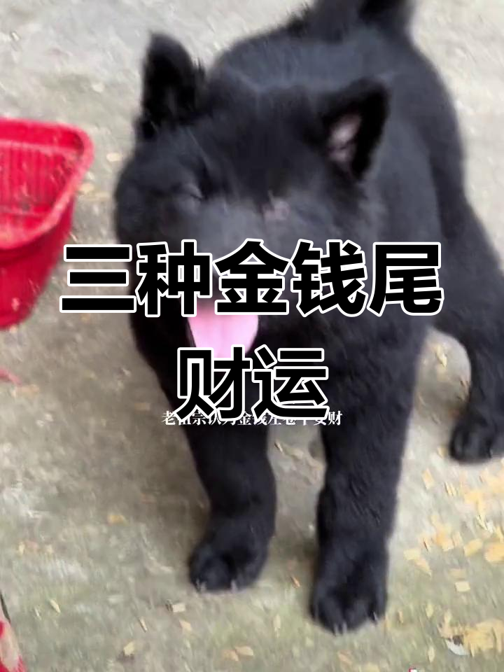 正宗运势付费(正宗运势付费app)
