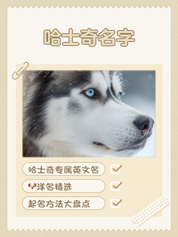 给狗狗起名字大全(狗狗起名字大全母狗)