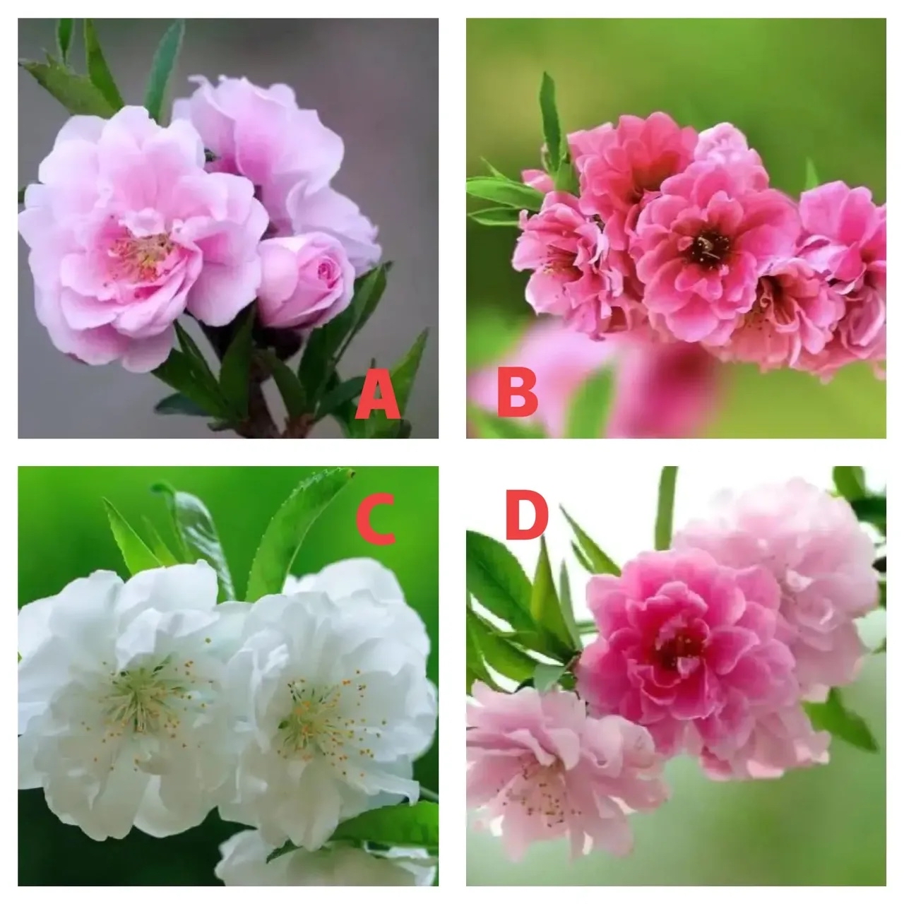 测试桃花能带给我什么好处