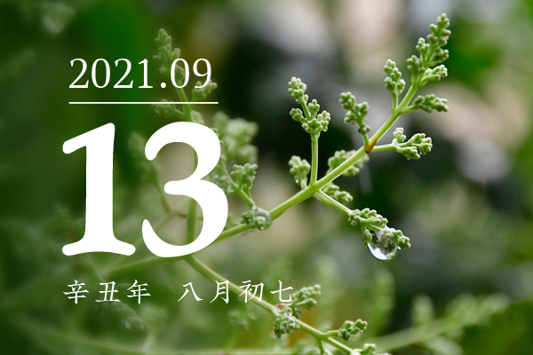一九八八年八月初七是什么命