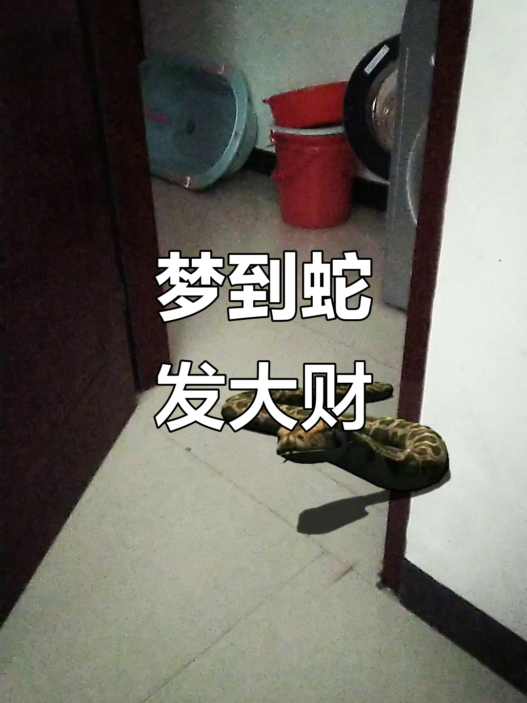 原版周公解梦蛇爬自己身上