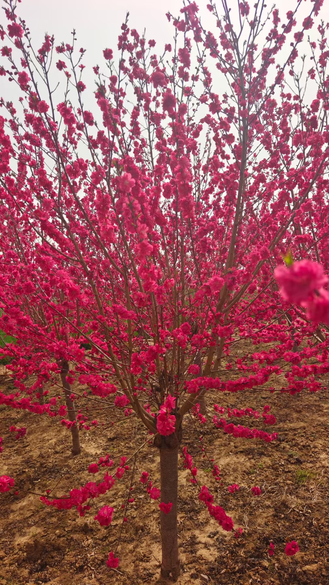 桃花最吉利的名字