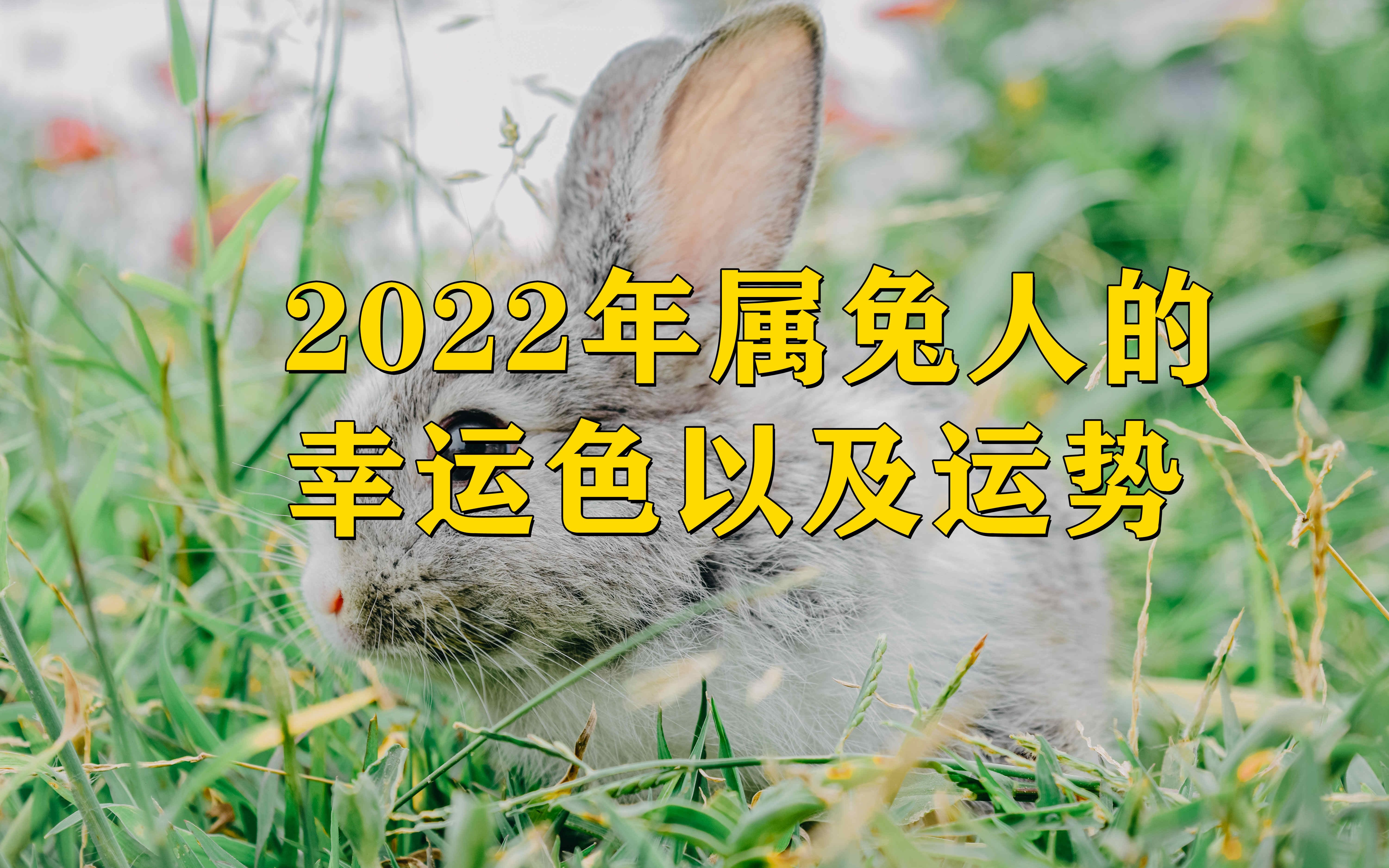 生肖兔2022年全年运势