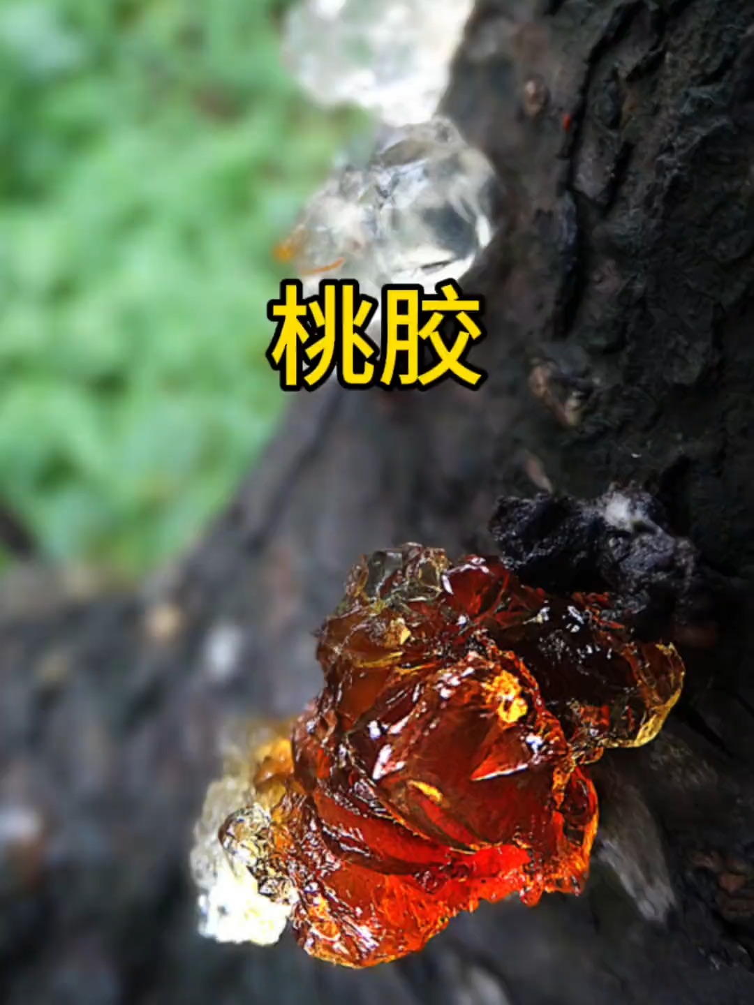 一亩桃树能产多少桃胶合适的果实