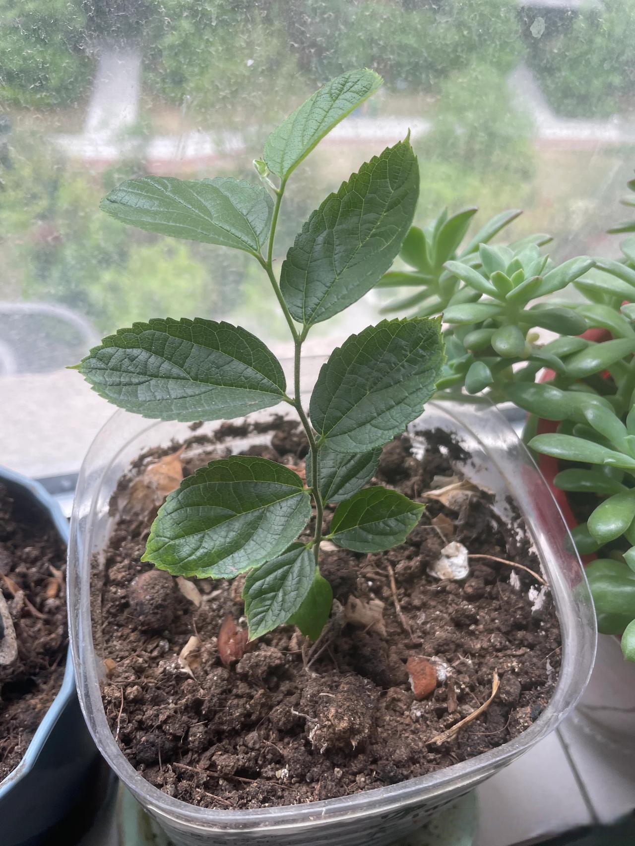 窗台种植物对室内有益处没