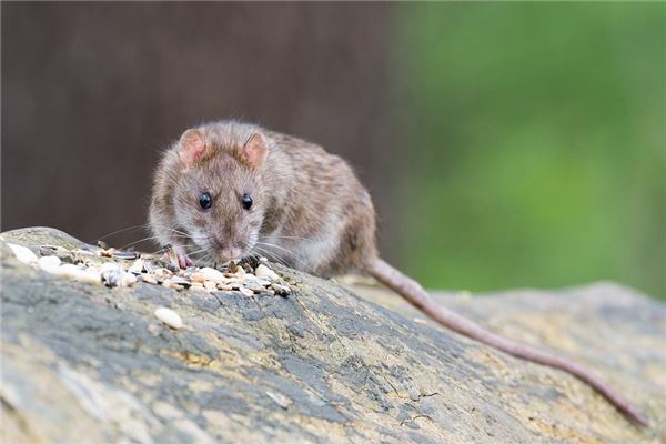 周公解梦大全免费版解梦梦见老鼠