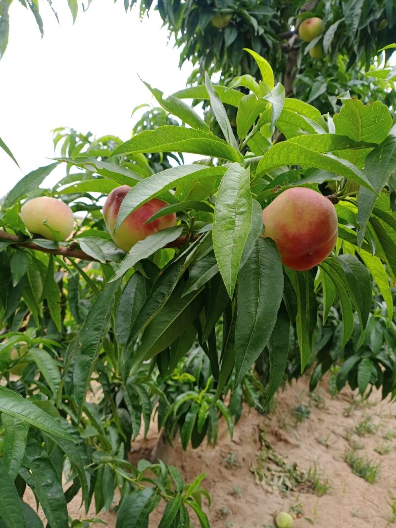 1亩桃树能产多少斤 1亩桃树能产多少斤