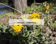 卜易居免费版 卜易居免费版