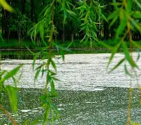 风卷杨花下下签求解事业