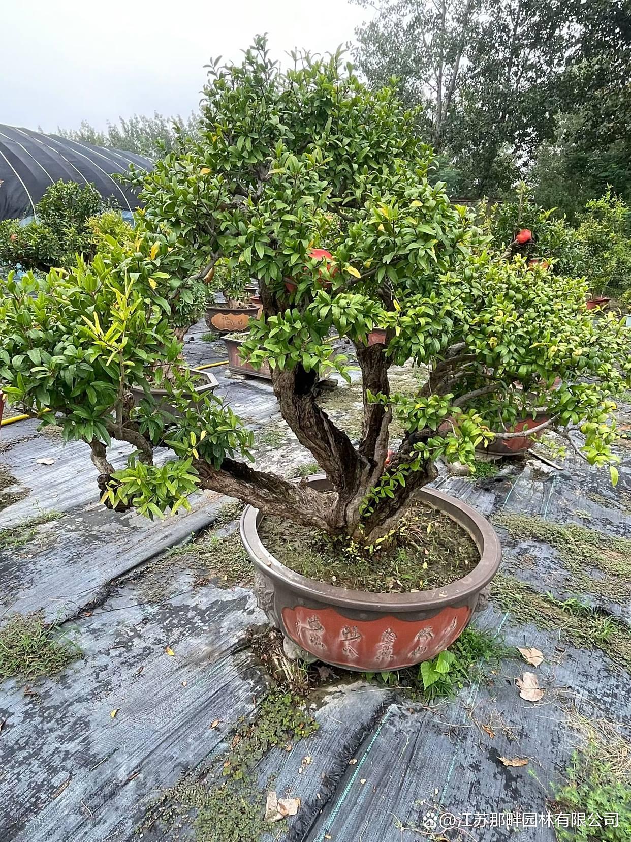 石榴树种植方位风水