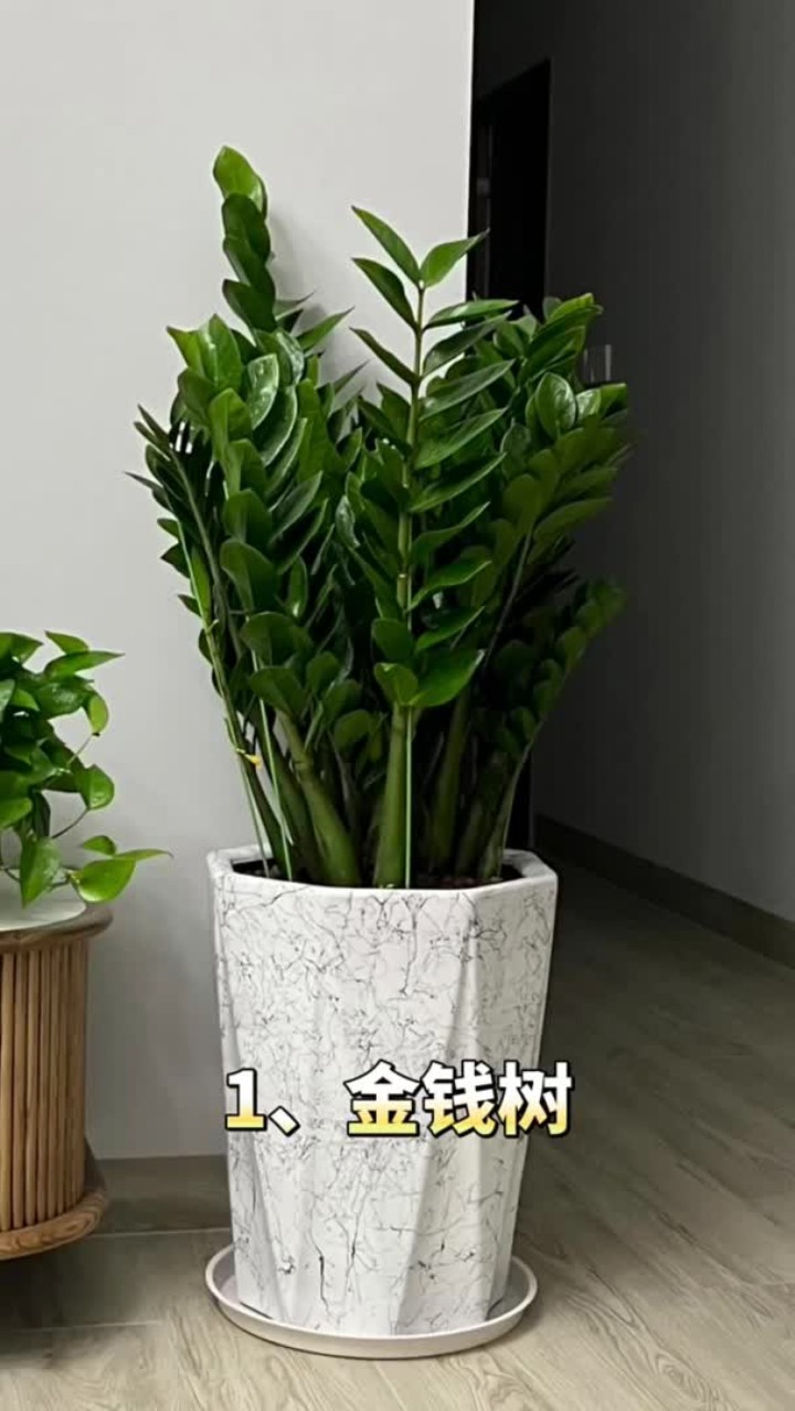入户门外最旺三种植物 入户门外最旺三种植物