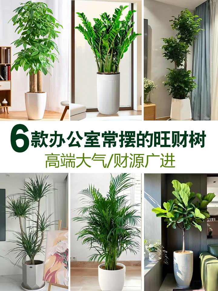 门口最旺财挡煞的绿植能用假的吗的简单介绍 门口最旺财挡煞的绿植能用假的吗的简单介绍