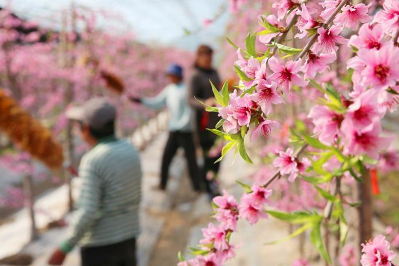 测正桃花什么时候出现